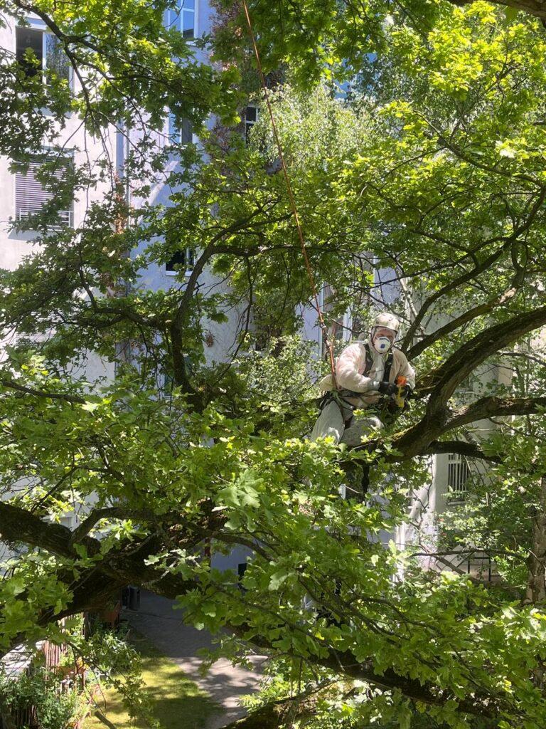 Seilkletterer entfernt Eichenprozessionsspinner-Nest in Berlin
